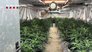 Vídeo | Dispositiu policial contra una organització criminal especialitzada en el cultiu de marihuana a les comarques gironines