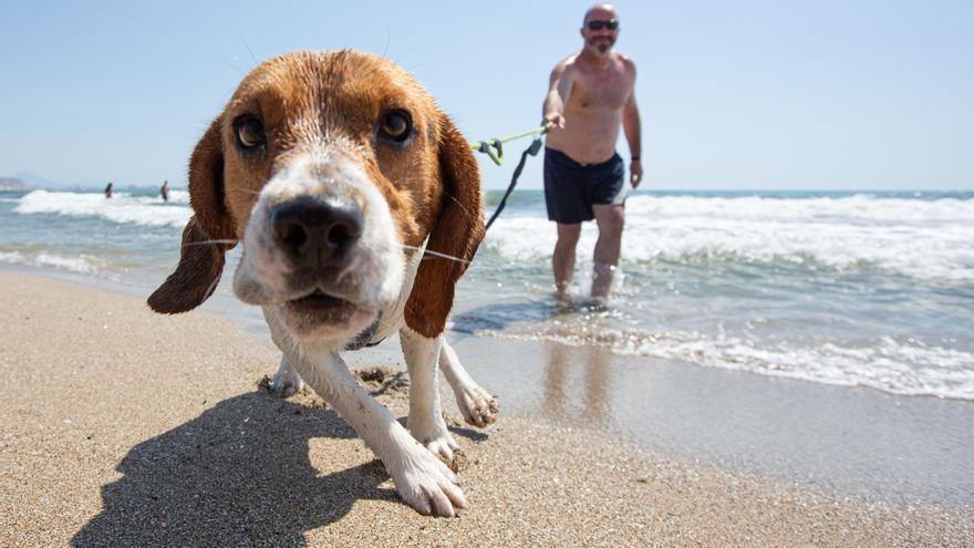 La playa de perros de Alicante se queda sin servicios por cuarto verano consecutivo