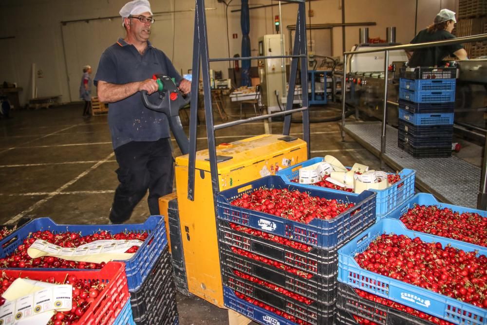 La provincia inicia la campaña de crezas