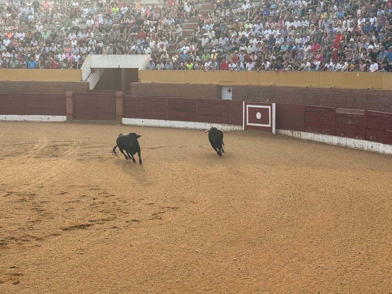 GALERÍA | Presentación de los toros de las fiestas de Fuentesaúco