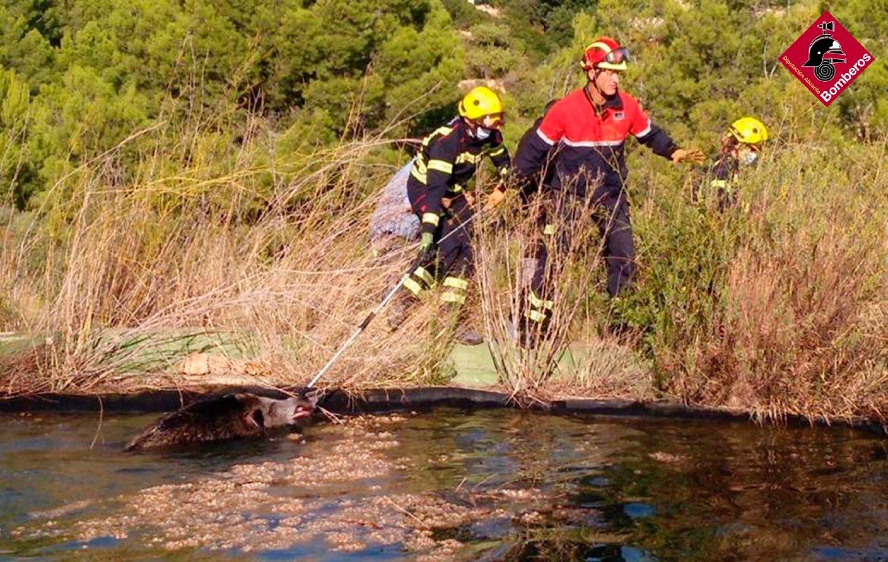 Rescatan a un jabalí que había caído a una balsa de riego de Calp