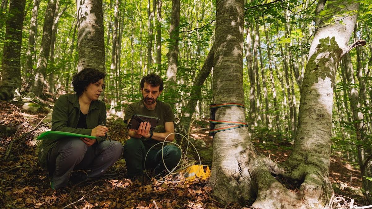 Un equipo de investigadores trabaja para medir los niveles de absorción de metano de unos árboles.