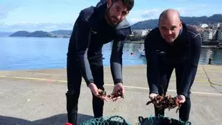 “Hay que parar, vivir ahora del percebe es insostenible”