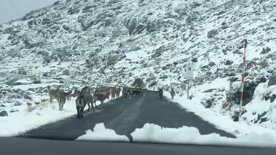 Varias cabras chupando la sal echada por las nevadas en una carretera