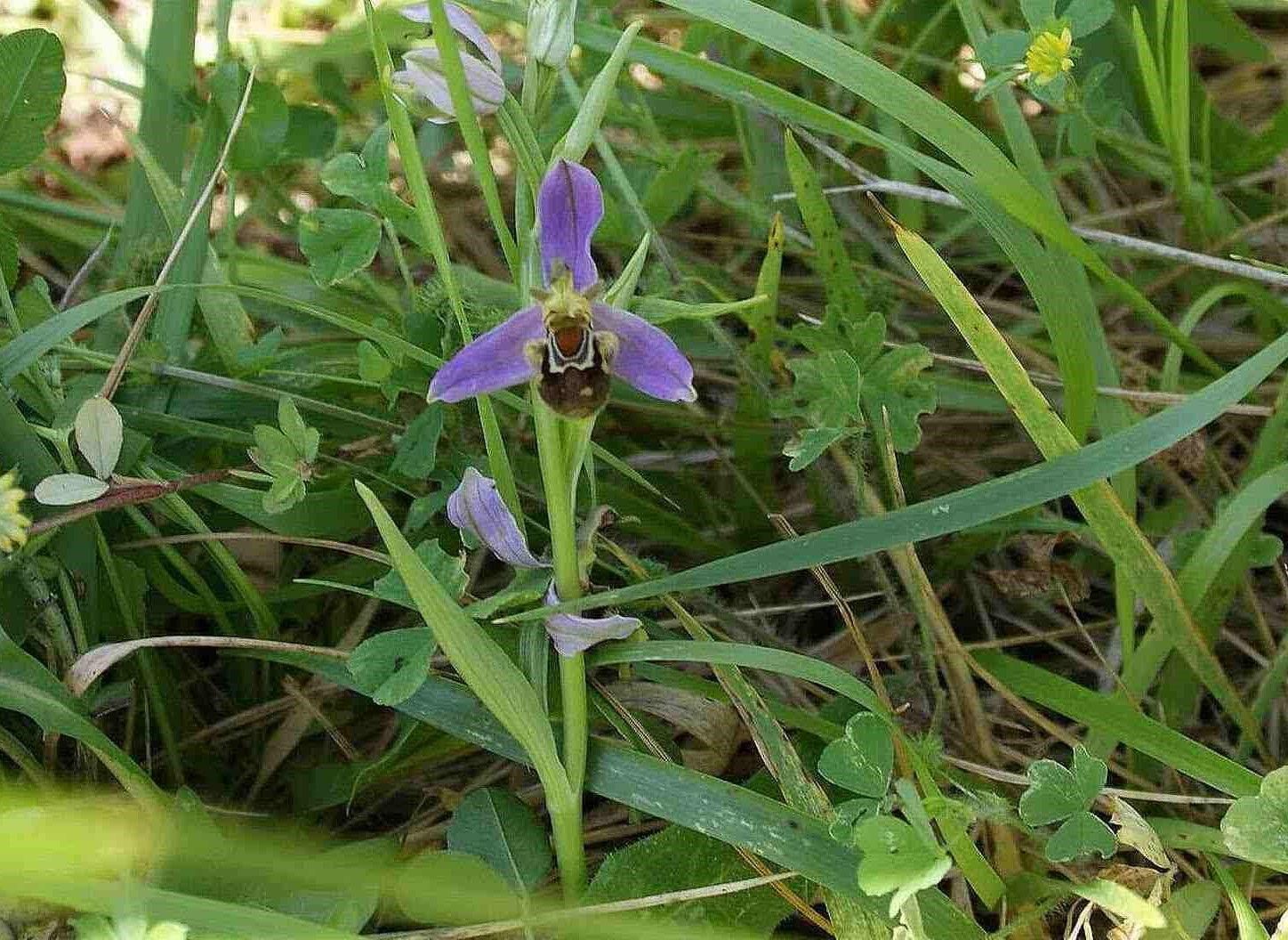 La primavera adelantada de Villaviciosa en imágenes