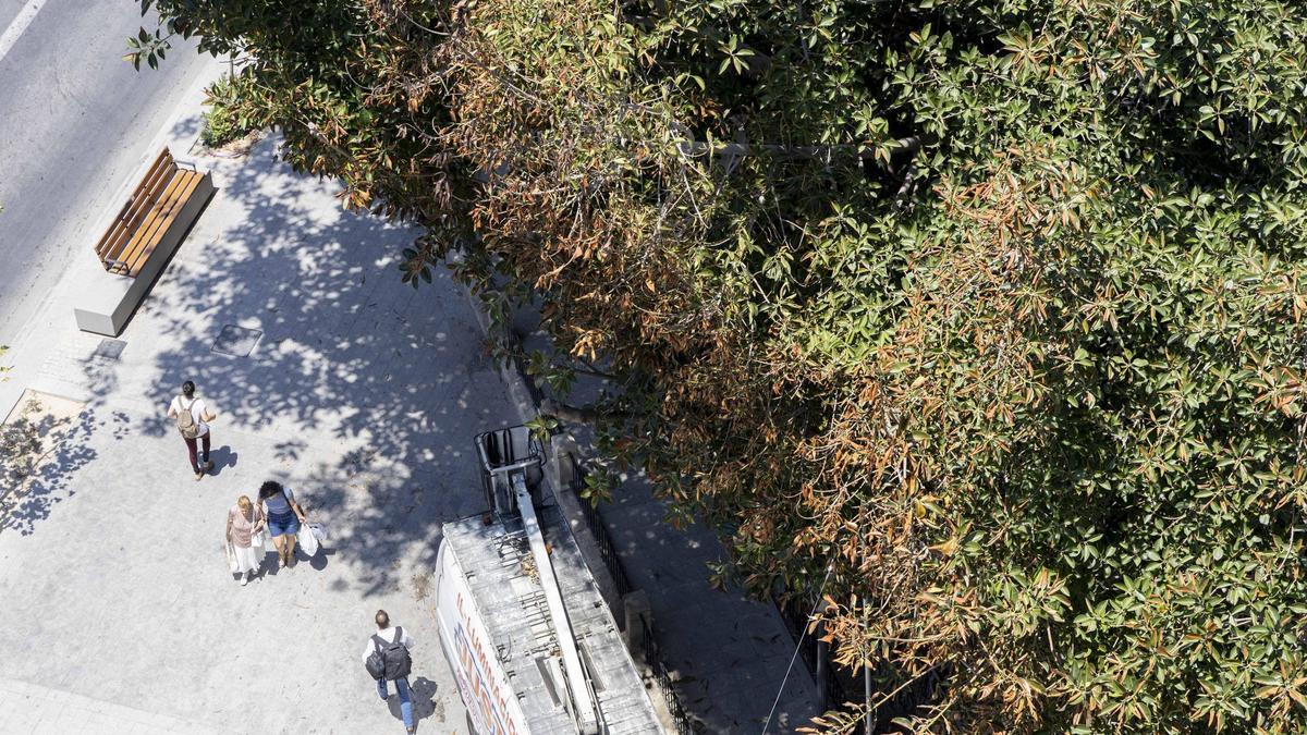 El ficus de Calvo Sotelo en Alicante se vio afectado por la cremà de la hoguera