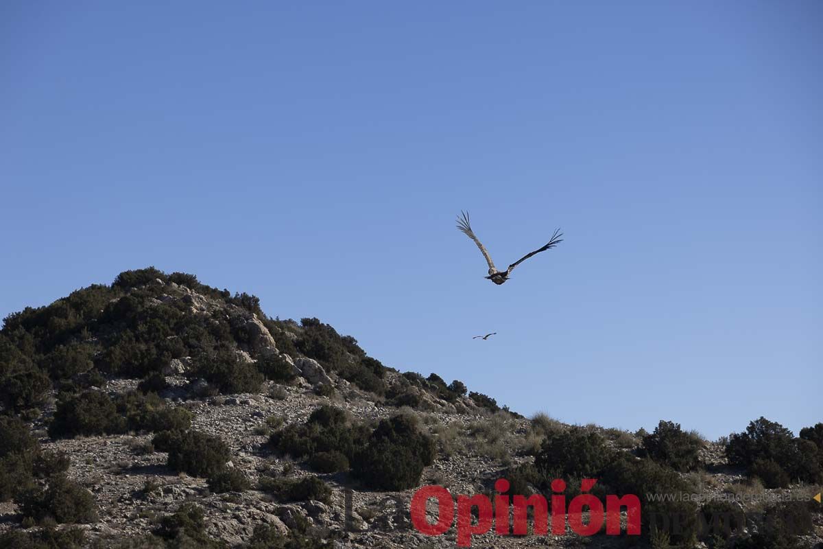 Suelta de dos buitres leonados en la Sierra de Mojantes en Caravaca