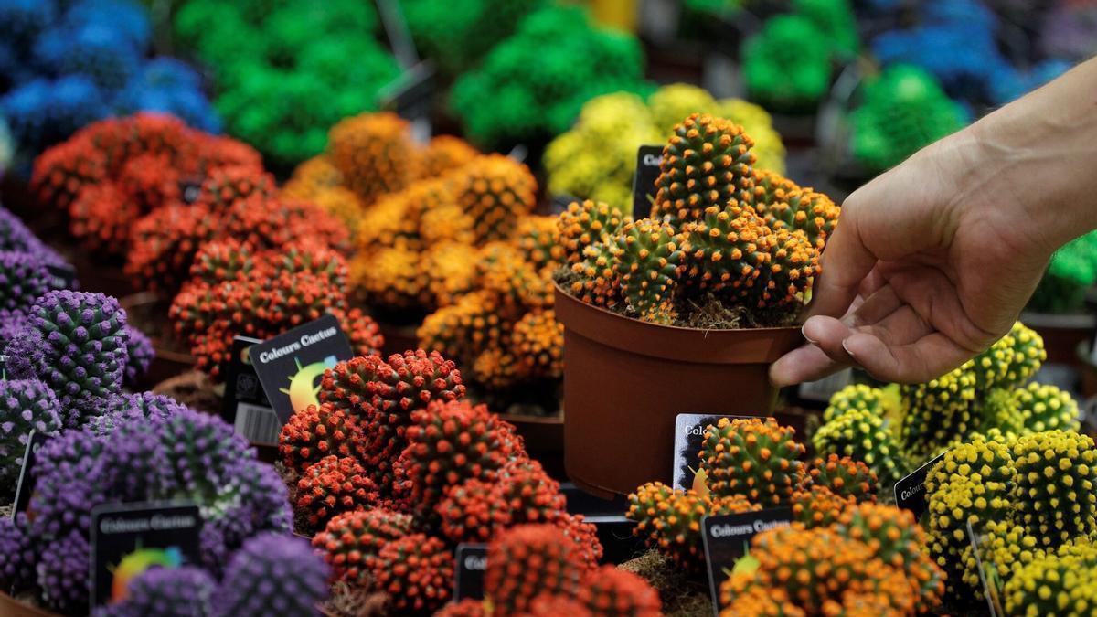 Las plantas de interior mueven un gran mercado en Europa.