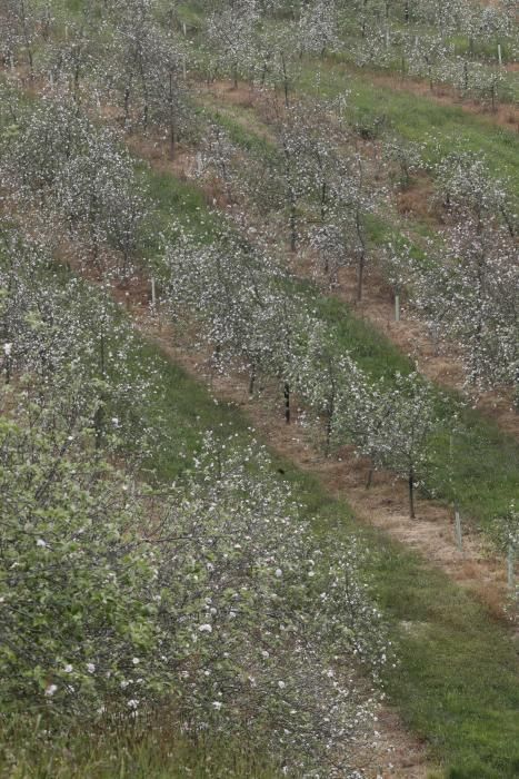 Manzanos en flor en Serín