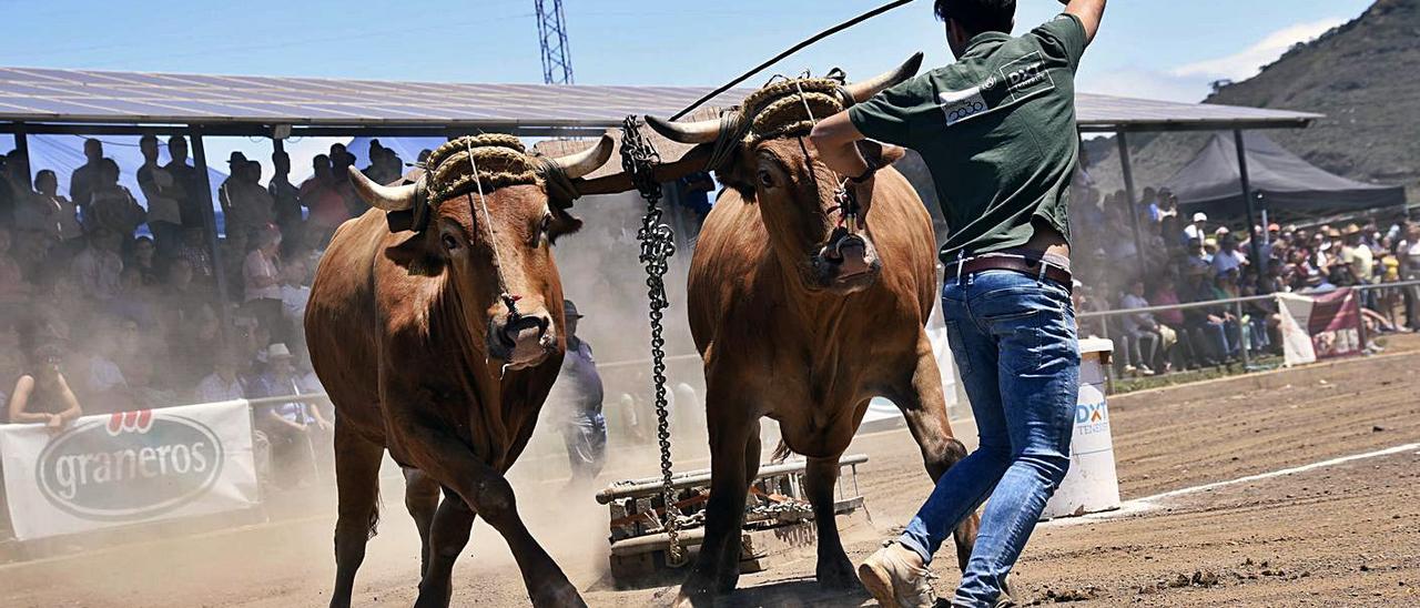 Prueba de arrastre de ganado, en La Laguna.