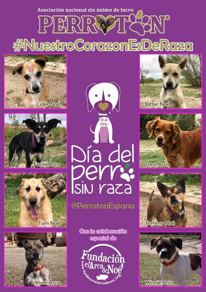 Perrotón celebra el Día Mundial de los Perros Sin Raza