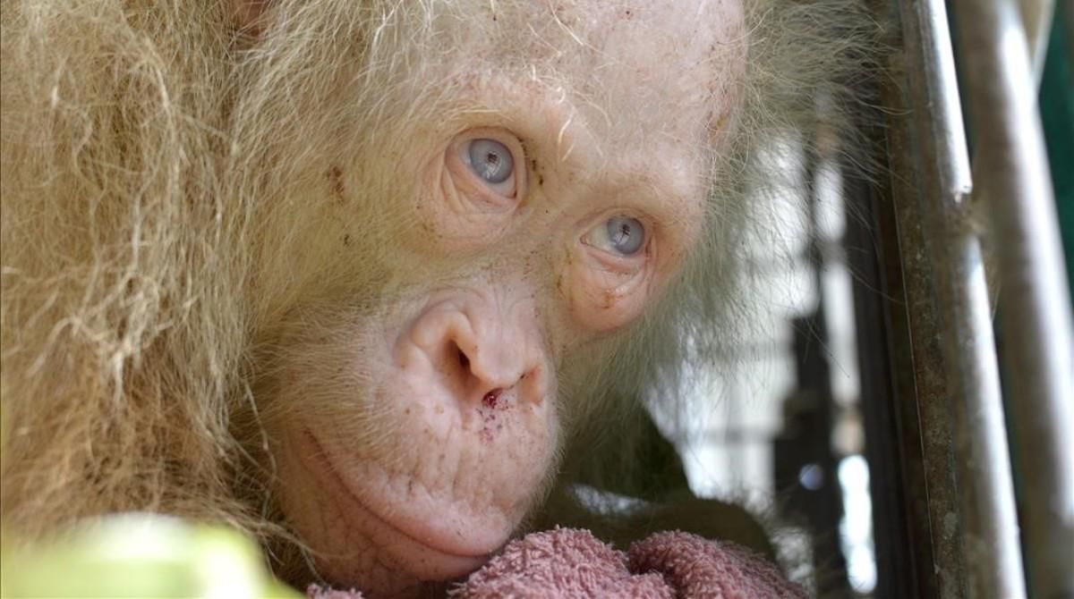 Es busca nom per a l'orangutana albina