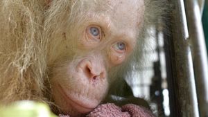 Es busca nom per a l'orangutana albina