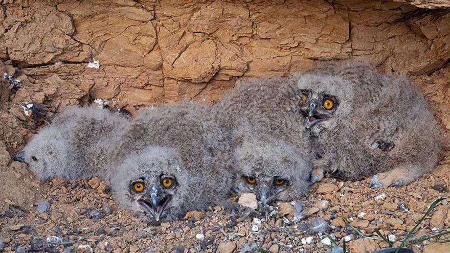 Els quatre polls de duc localitzats i anellats pel Grup Natura Sterna.