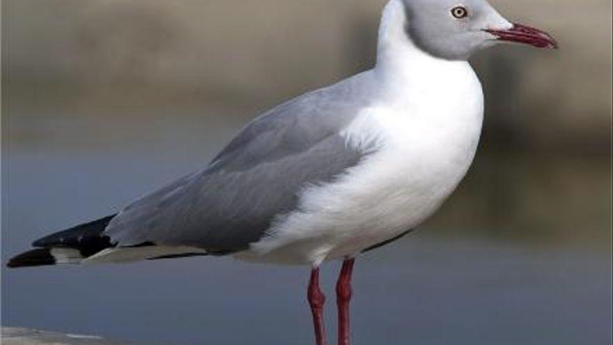 Tavernes lucha contra las gaviotas