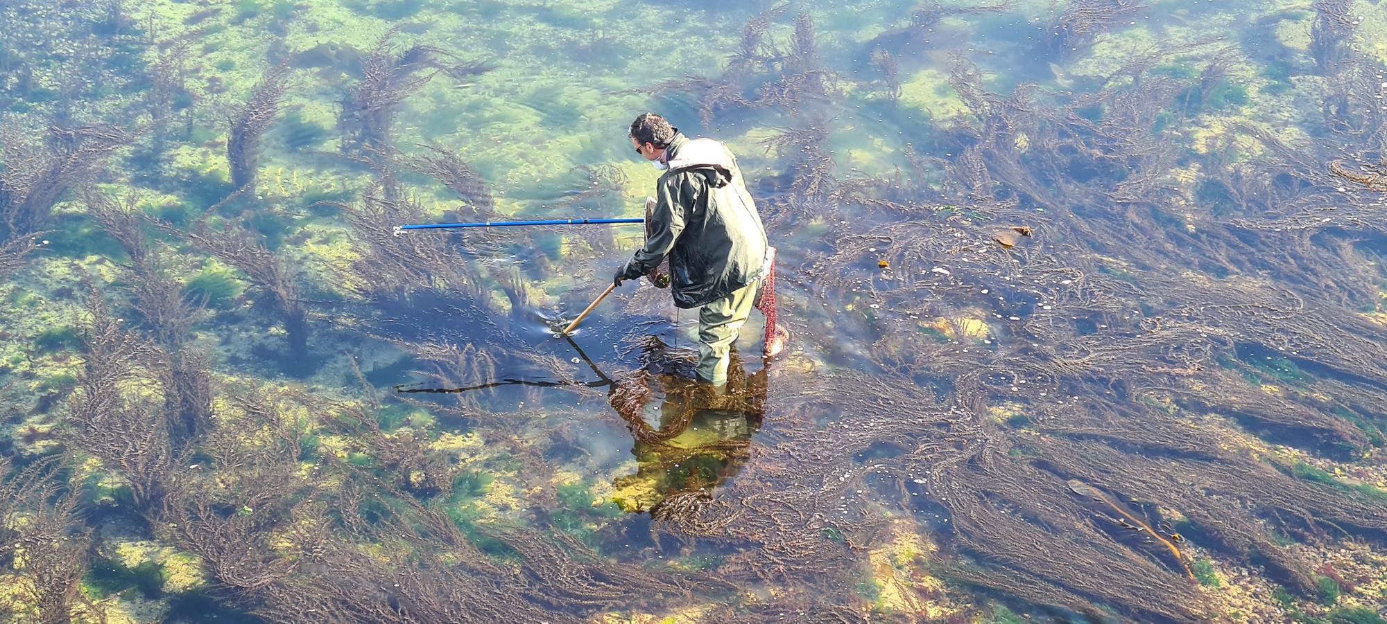 La pesca artesanal del chopo subsiste bajo el puente de A Toxa