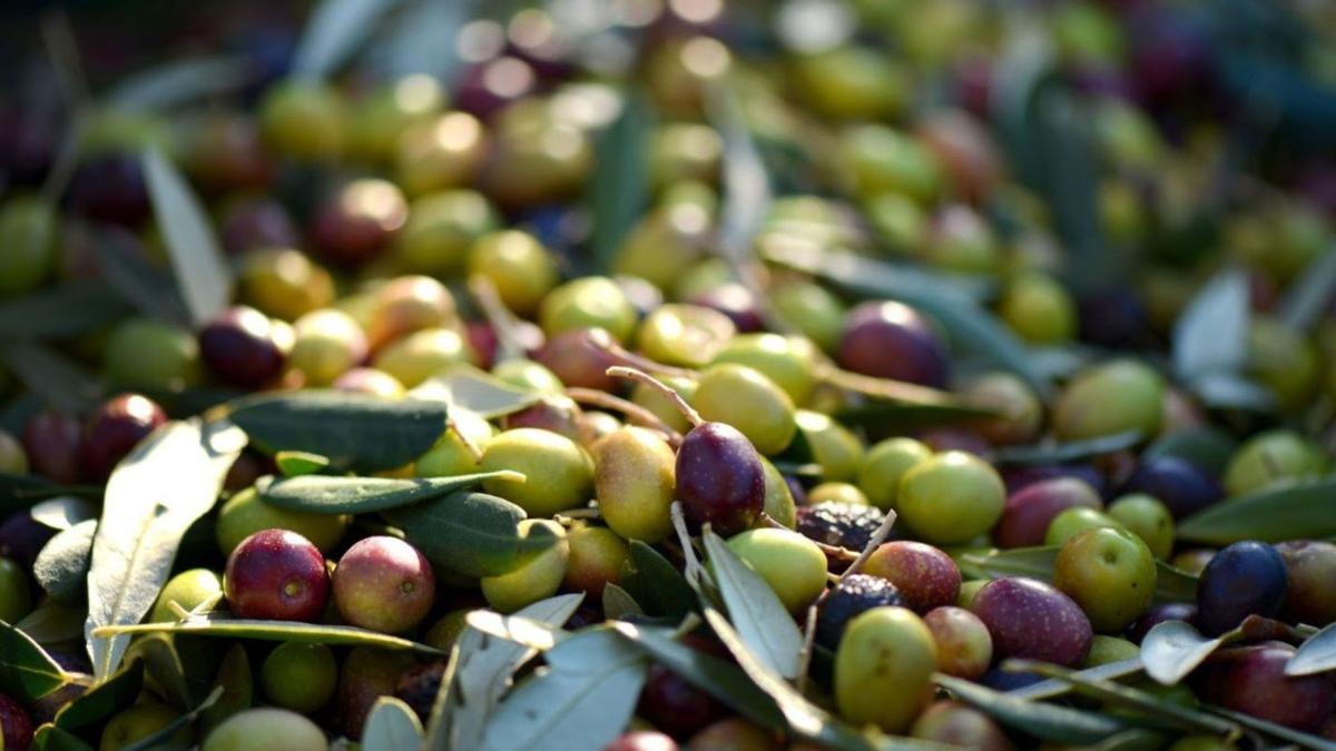 Dcoop quiere certificar la sostenibilidad de toda su cadena de producción de aceite de oliva.