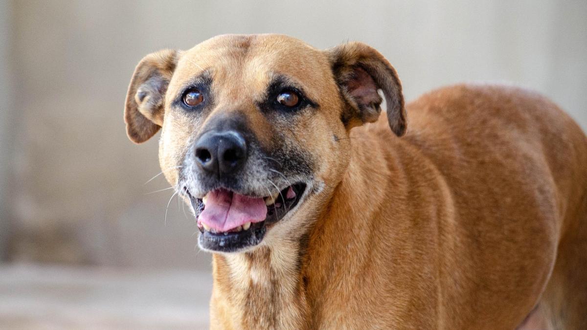 Los perros pueden distinguir diferentes idiomas