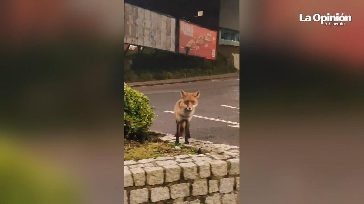 Sorpresa al presenciar el paseo de un zorro entre Os Rosales y Riazor