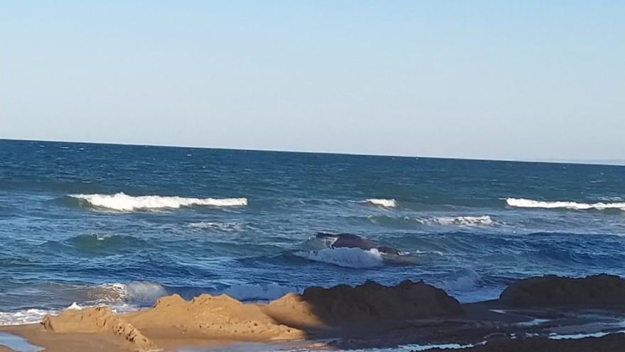 Avistan una ballena en la playa de Tavernes de la Valldigna