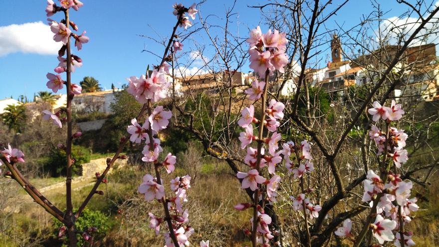 &quot;Alcalalí sense flor&quot;, el festival de los almendros cambia el lema por el impacto de la Xylella