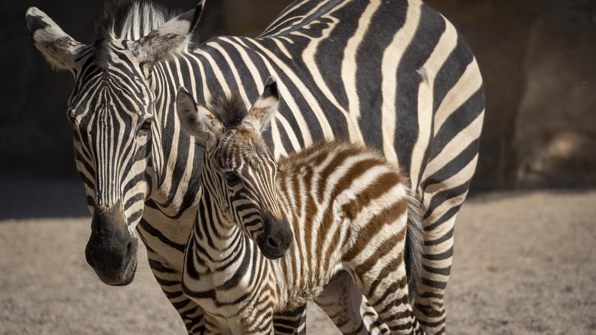 Se cumple la tradición en BIOPARC Valencia y la superluna trae el nacimiento de una nueva cebra