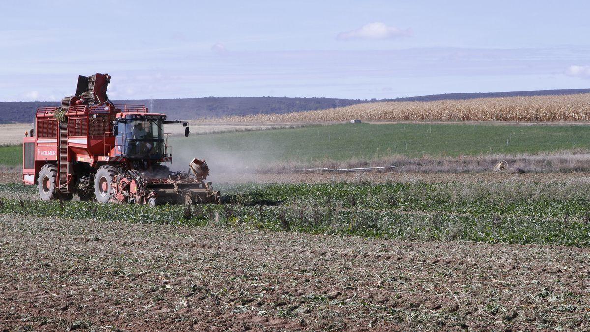 Un tractor cosecha la tierra.