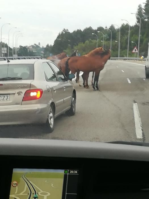 La A8 interrumpida por varios caballos