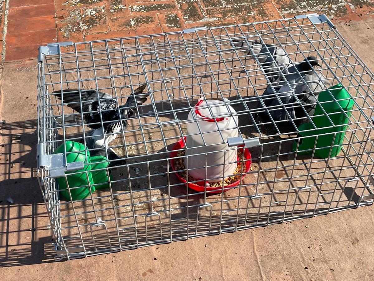 Una de las jaulas que se utilizan para la captura de palomas.