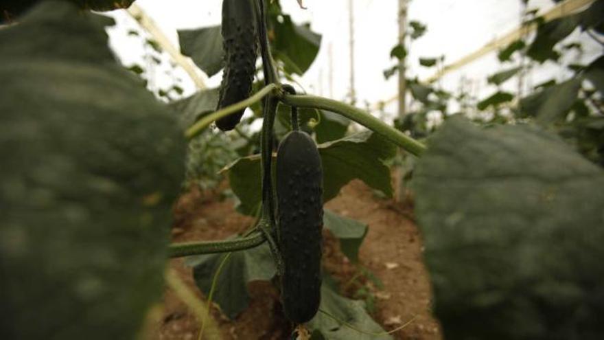 Pepinos sembrados en una explotación agrícola de la localidad malagueña de Algarrobo.