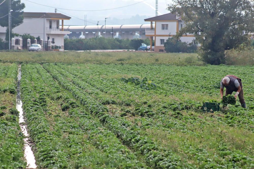 Las lluvias han dejado entre 15 y 30 litros por metro cuadrado en la Vega Baja