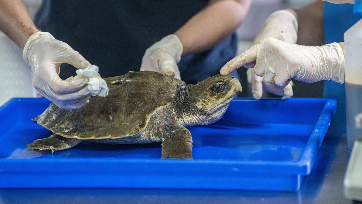 Atenciones a la tortuga lora hallada en la costa asturiana, en el Crama.