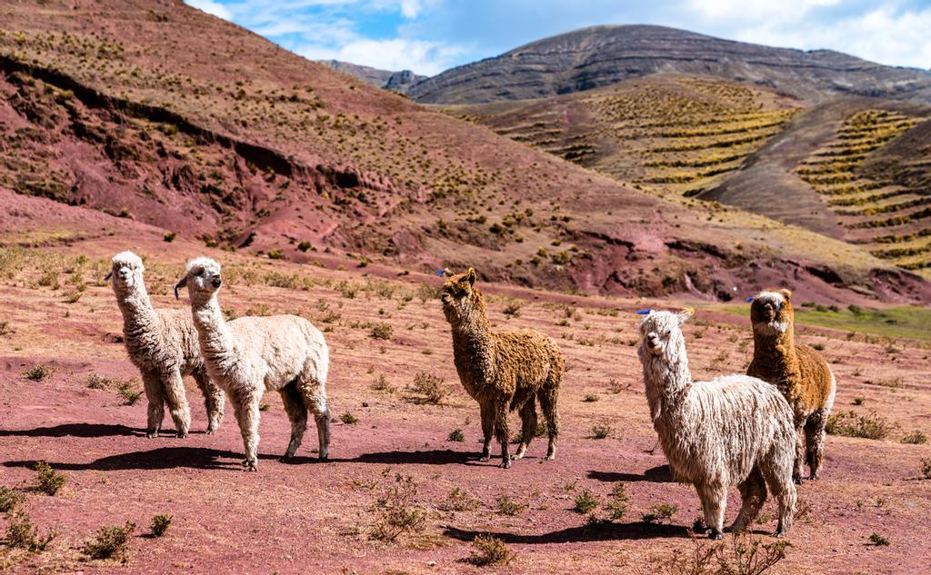 Alpacas en las montañas Palccoyo.