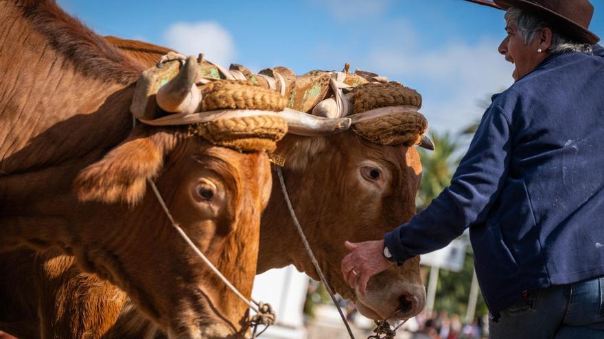 Tenerife Farmers' Sacrifice Sustains Endangered Livestock Tradition