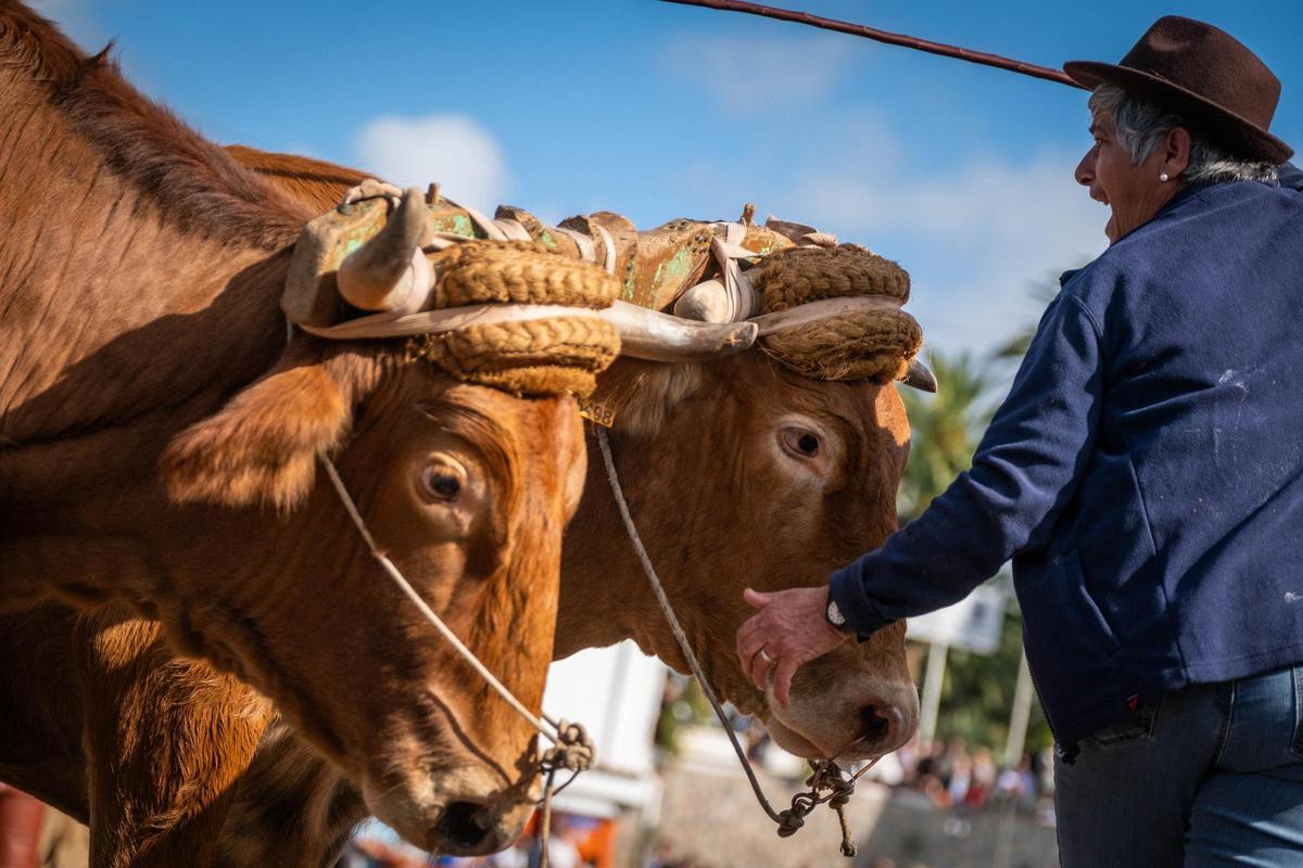 La ganadera Mercedes Pérez durante la prueba de arrastre.