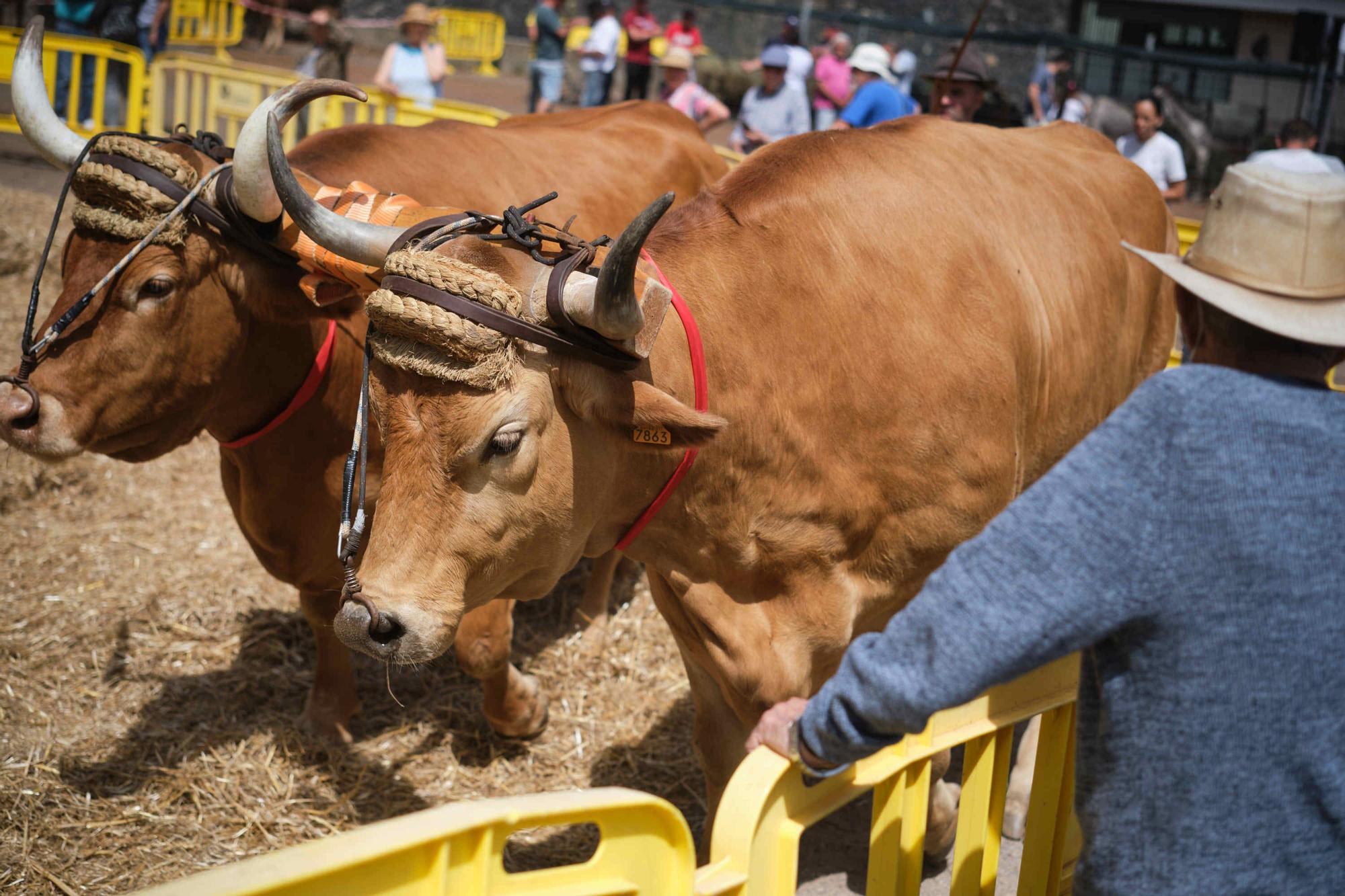 Feria de ganado en el Rosario