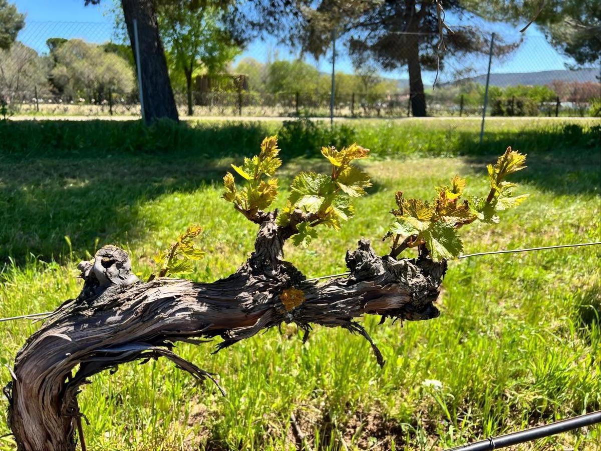 Ejemplares históricos de vid conservados en El Encín, clave en el hallazgo de 95 variedades centenarias que se creían desaparecidas.