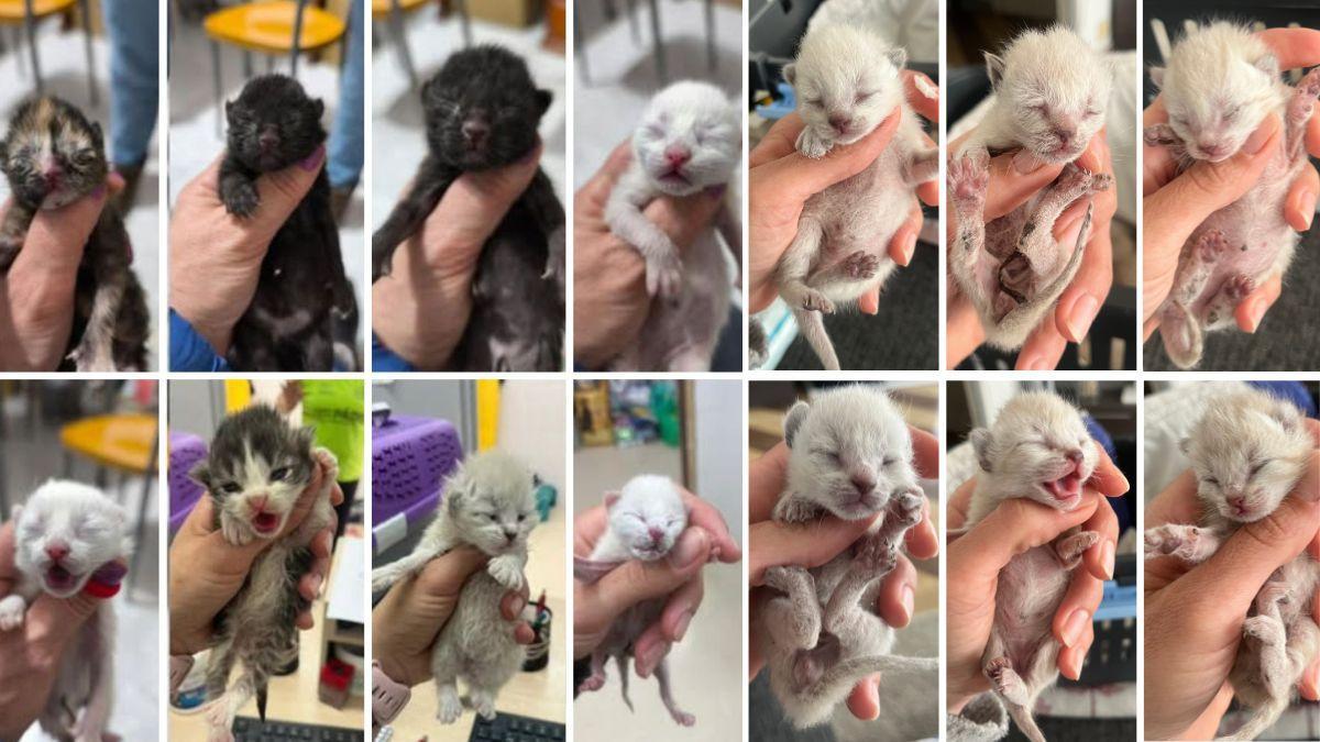 Los seis hermanos de la parte derecha de la foto llegaron este martes a la protectora que ahora acoge a 13 crías, ya que el octavo en llegar no logró sobrevivir.