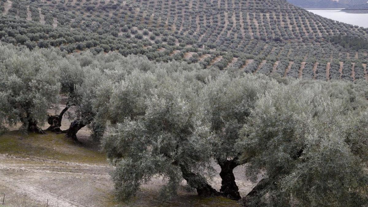 Olivares de montaña en la Subbética cordobesa.