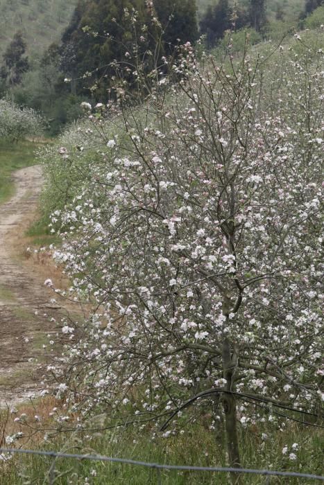 Manzanos en flor en Serín