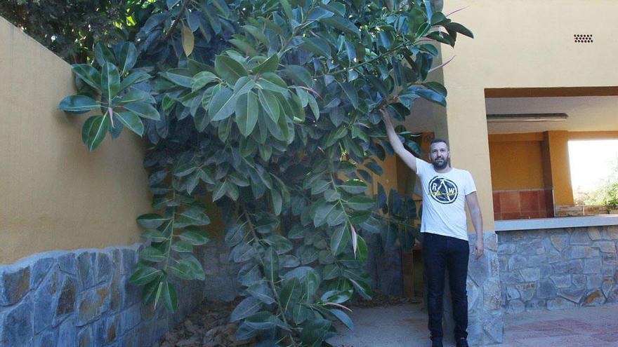 El ficus, en octubre pasado, invadiendo la casa de El Tarajal.