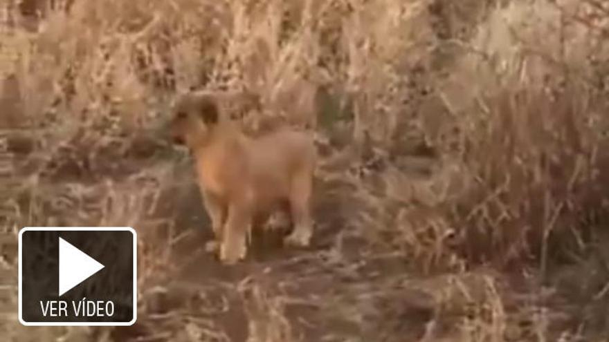 Así es el bonito reencuentro de un león cachorro perdido con su familia