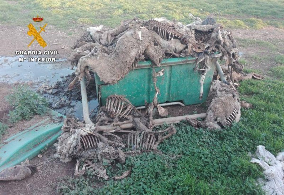 Investigado un ganadero en la comarca de los Monegros por maltrato animal