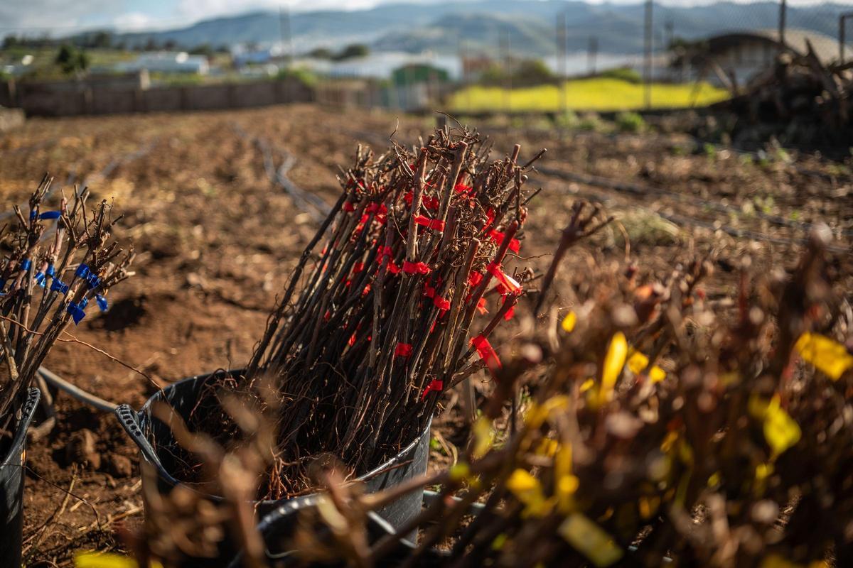 Pest Control of Phylloxera in the Canary Islands: Finance Department to Relax Phytosanitary Measures Following Discovery of Only Four Cases in Tenerife Pest Control of Phylloxera in the Canary Islands: Finance Department to Relax Phytosanitary Measures Following Discovery of Only Four Cases in Tenerife