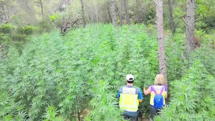 Plantación de marihuana descubierta por la Policía en un bosque de pinos en Agüero (Huesca). | POLICÍA NACIONAL