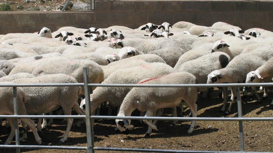 El Consell vigila 32 explotaciones valencianas por la viruela ovina