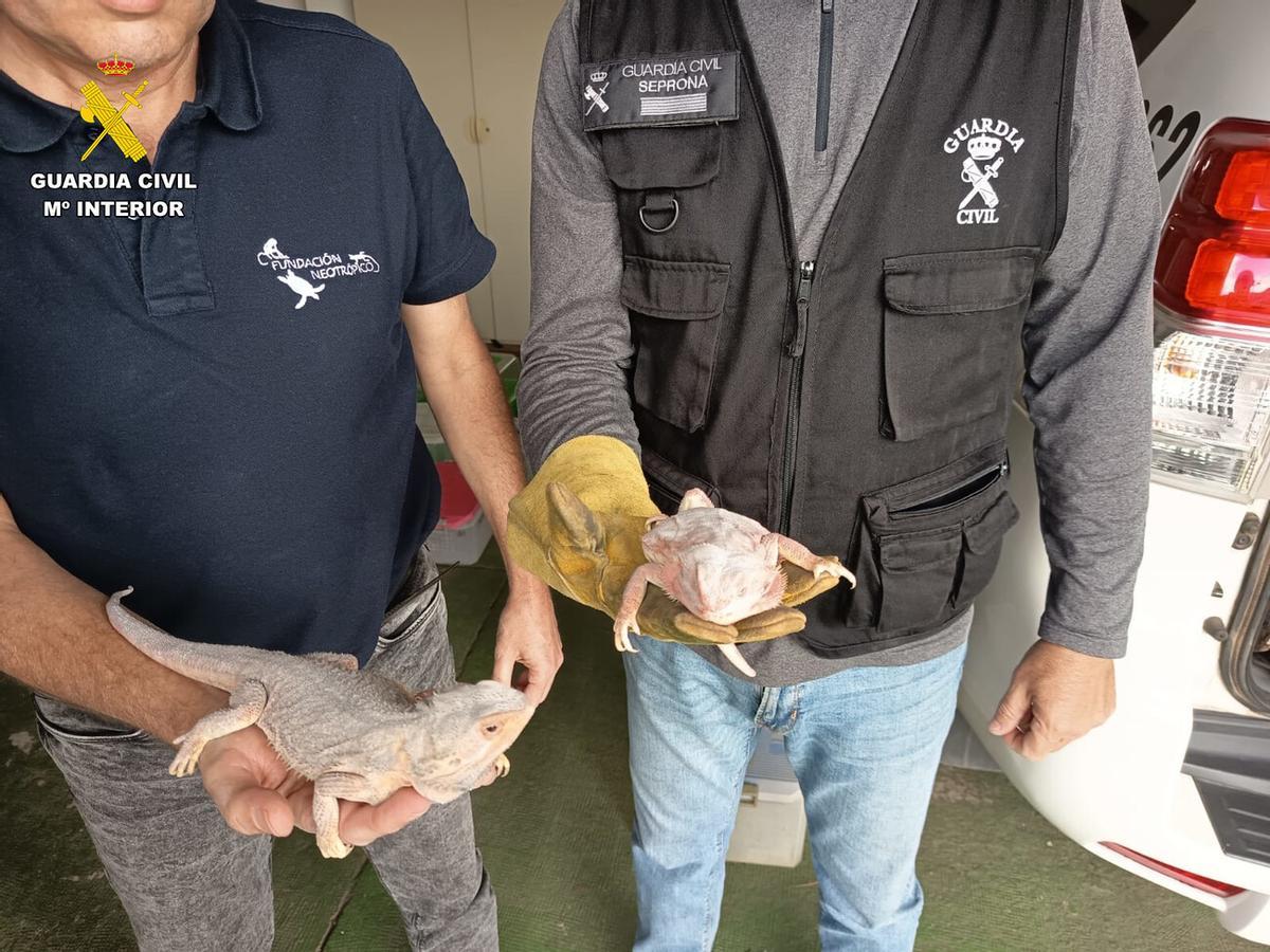 La Guardia Civil incauta 19 reptiles y anfibios vivos en una vivienda de Santa Brígida, en Gran Canaria La Guardia Civil incauta 19 reptiles y anfibios vivos en una vivienda de Santa Brígida, en Gran Canaria