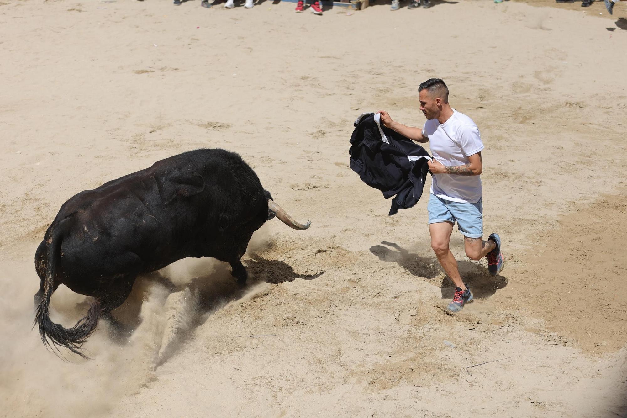 Encierro de cerriles en las fiestas de Sant Pere del Grau