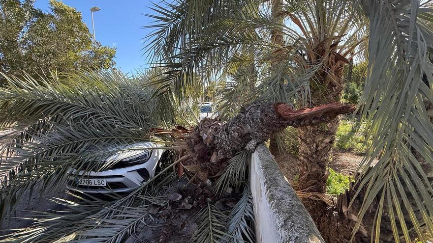 Una palmera cae sobre un coche en el Conservatorio de Elche por las fuertes rachas de viento