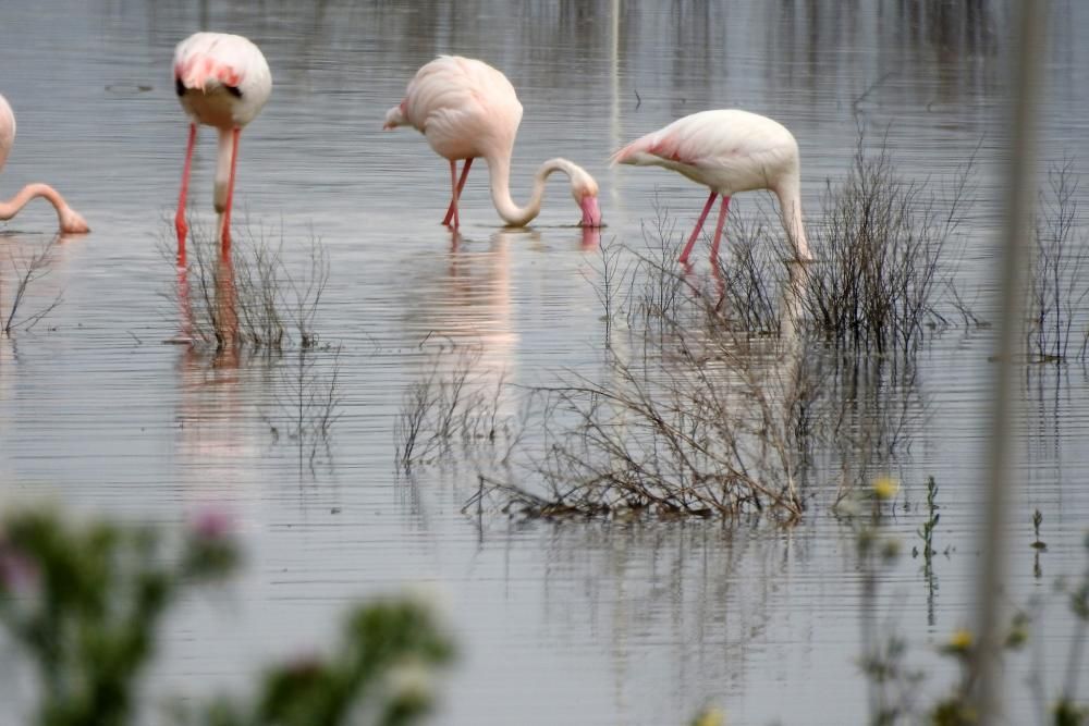 Flamencos y todo tipo de aves en la Laguna de Villena